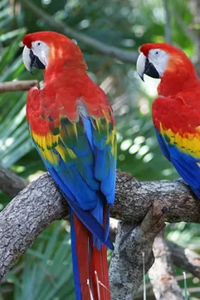 Red Bank Scarlet Macaw Tours